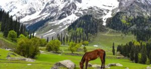 Kashmir Tour Package